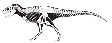 T Rex Skeleton Printable